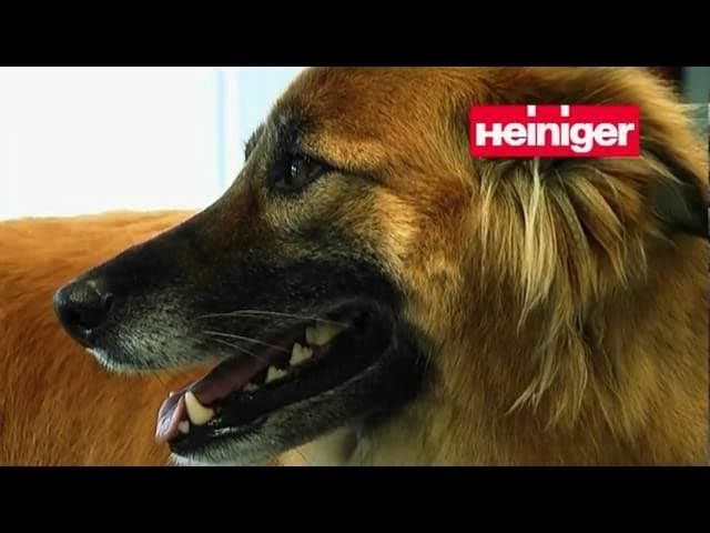 AllFlex - Heiniger Saphir Blue Clipper - sgl