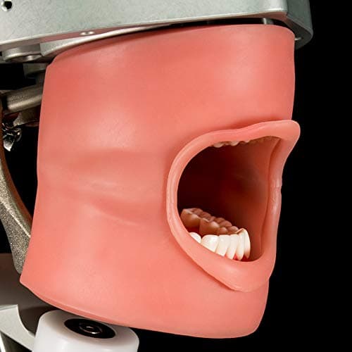 Dental Anatomy Oral Cavity Gum Cover for Dental Models