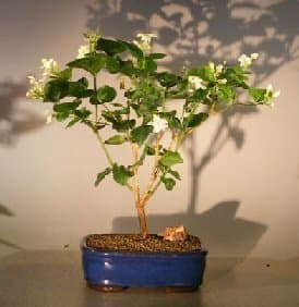 Bonsai Boye3106 Flowering Arabian Jasmine - Jasminum Sambac