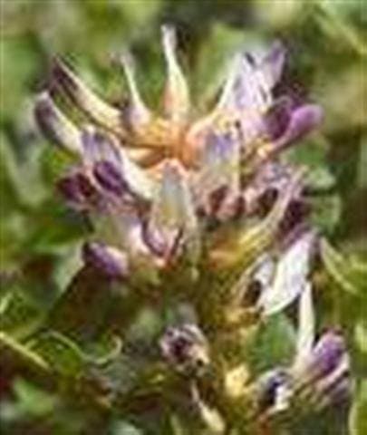 LICORICE PLANT SEEDS - GLYCYRRHIZA GLABRA - 10 SEEDS