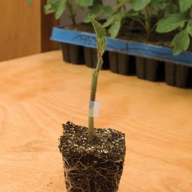 David's Garden Seeds Tomato Rootstock Maxifort 4487 (Green) 25 Non-GMO, Hybrid Seeds