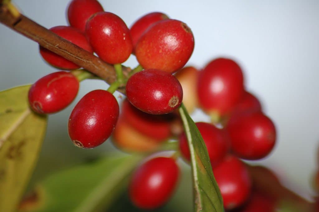 Geisha Panama Esmeralda GrainPro Unroasted Green Coffee Beans (5 LB)