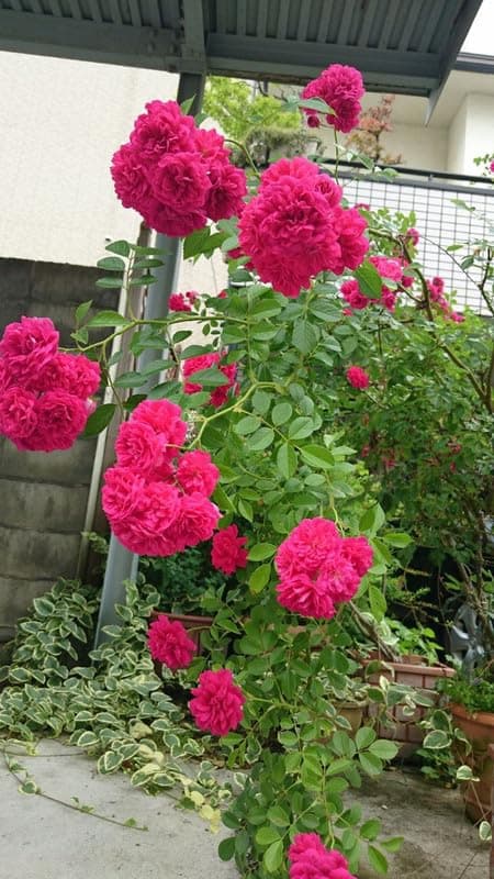 Ritz Farming® Dark Pink Color Climbing Rose Flower Seeds For Gardening (Pack Of 100 Seeds)