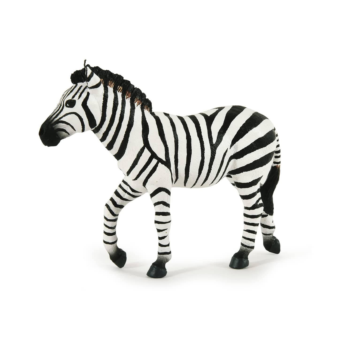 Male zebra