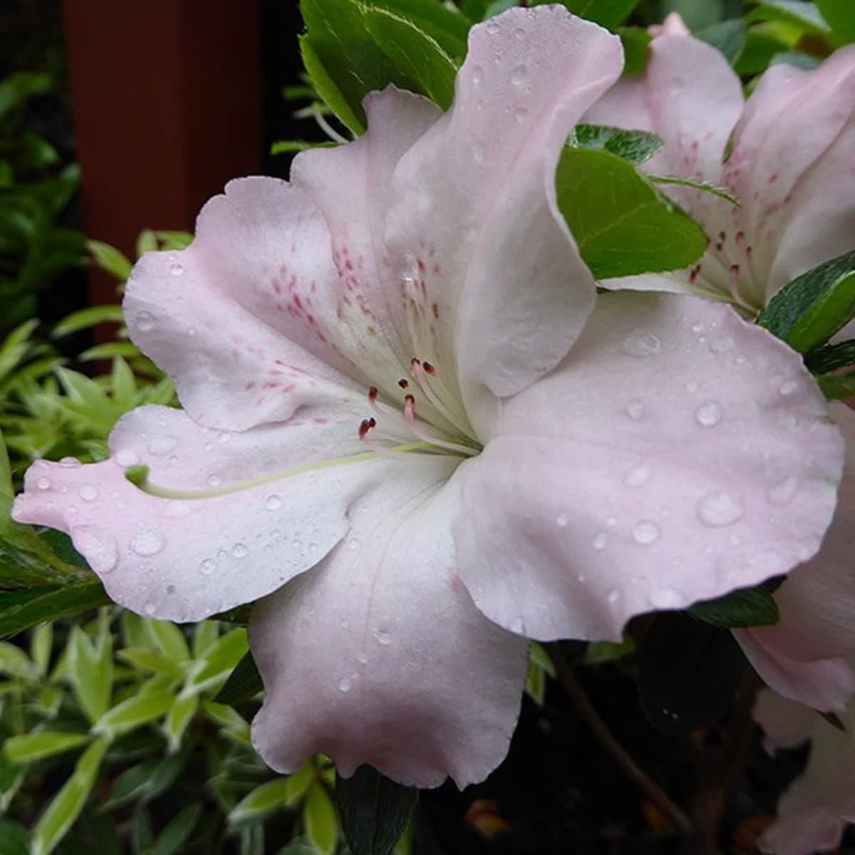 Azalea Japonica Sir Robert - Azalea Plant in 9 cm Pot