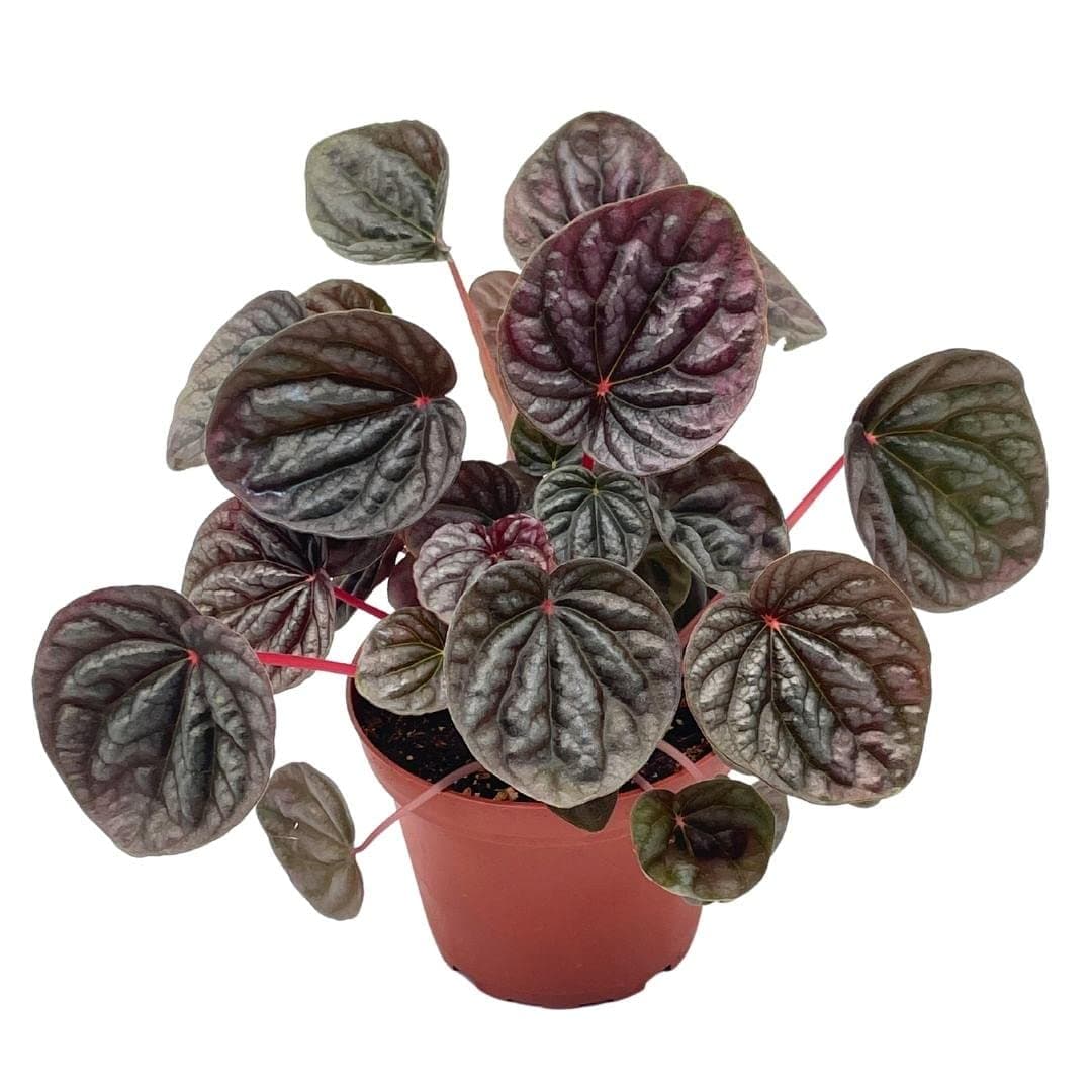 BubbleBlooms Red Emerald Ripple Peperomia in a 4 inch Pot Pep Caperata