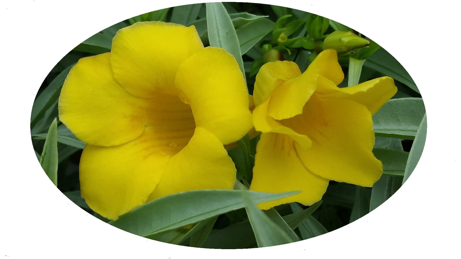 Silver Jenny Dwarf Bush Allamanda 'Compacta' - Live Shrub Plant - Silvery Foliage - Yellow Flower - Emerald Goddess Gardens Starter Sz 4 Inch Pot