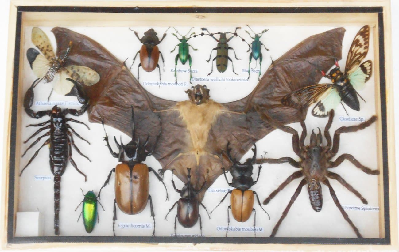 REAL Multiple INSECTS BEETLES Scorpion Cicada Bat Spider Taxidermy Collection Display in Wooden Box