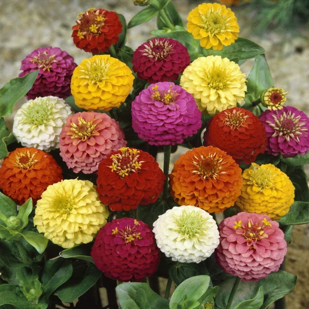 100+ Seeds Zinnia Elegans Lilliput Heat & Drought Tolerant Garden Cut Flower Mix