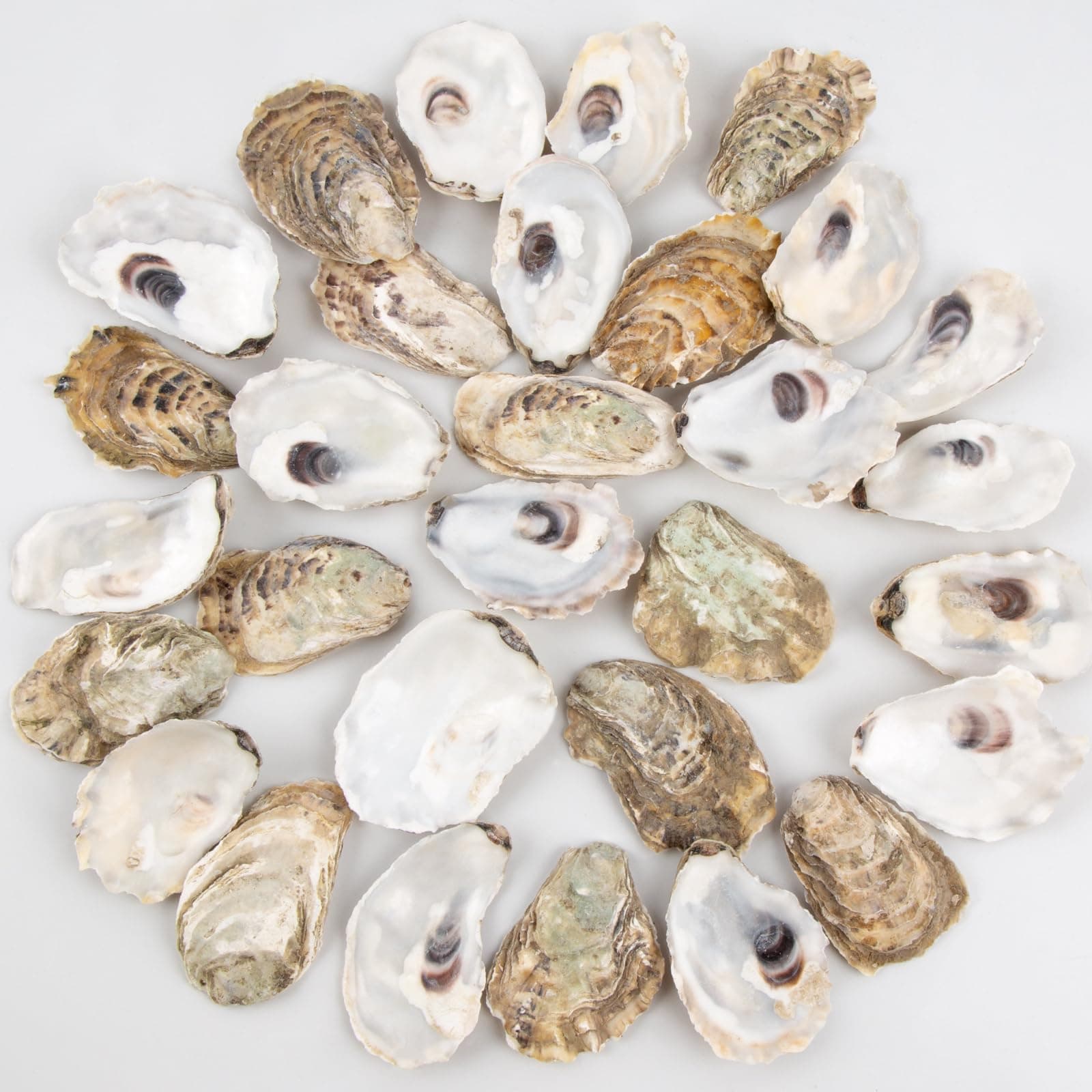 QEQEKAKA 30PCS Oyster Shells 2"-2.5" Small Flat Oyster Shells for Crafts, for Home Vase Filler, Xmas Ornaments, DIY Arts and Crafts Sea Shells