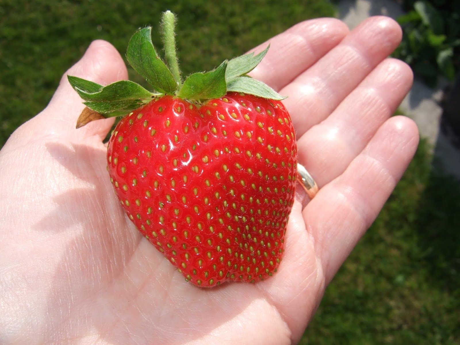 25 Seeds Giant Strawberry, Very Sweet,Juicy, DIY Home Fruit Plant, Productive