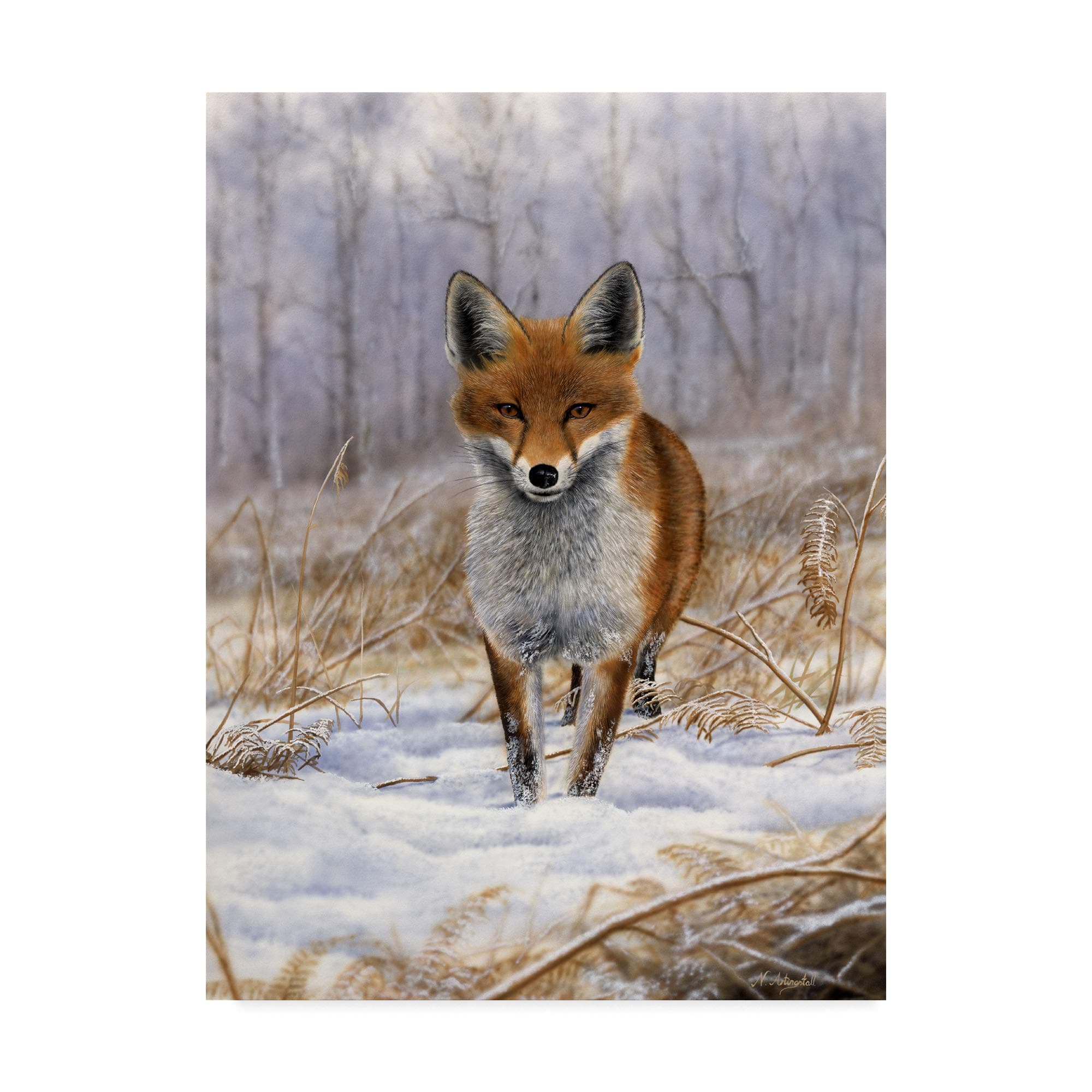 Trademark Fine Art Red Fox Center by Nigel Artingstall, 18x24-Inch