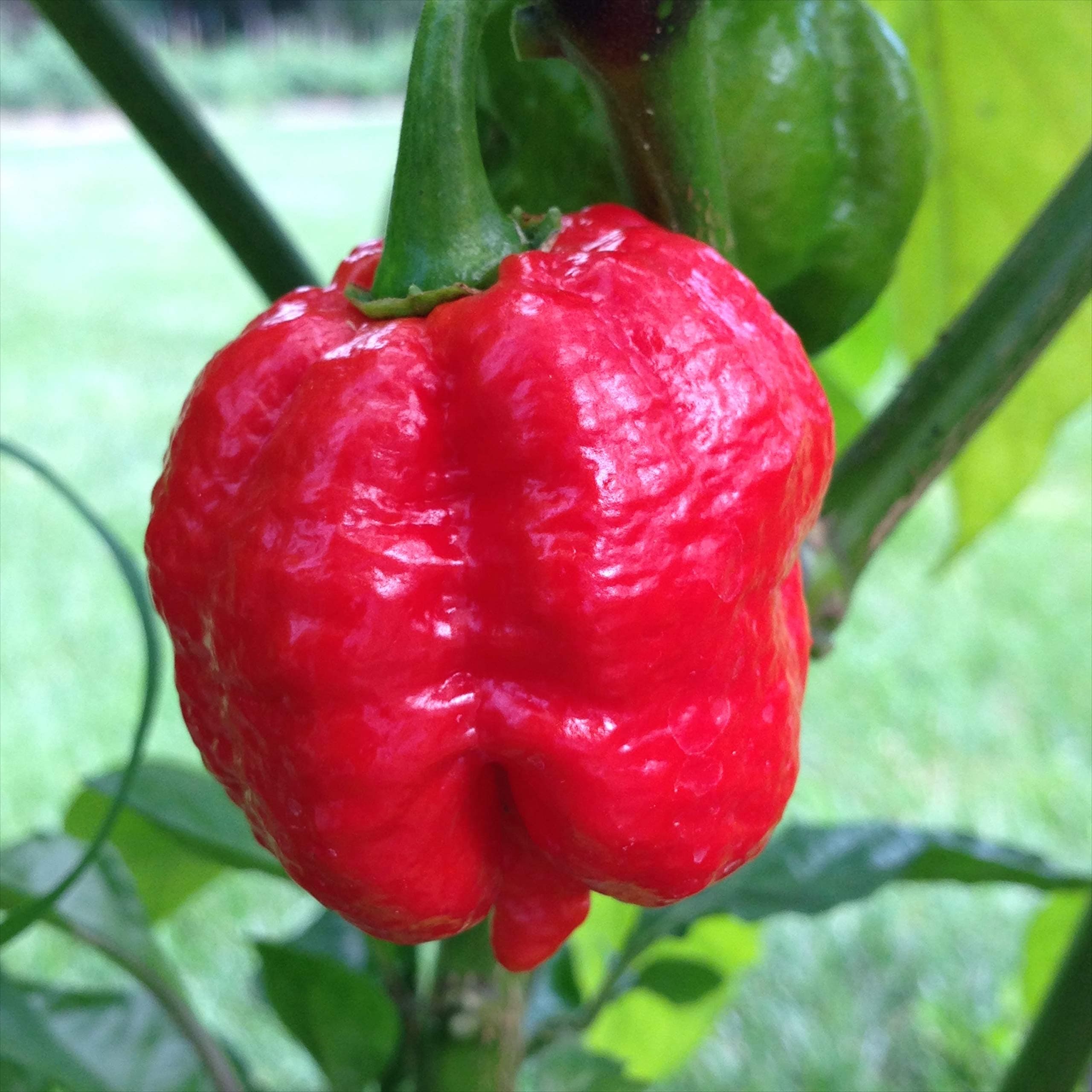 7 Pot Jonah Red Chile Seeds