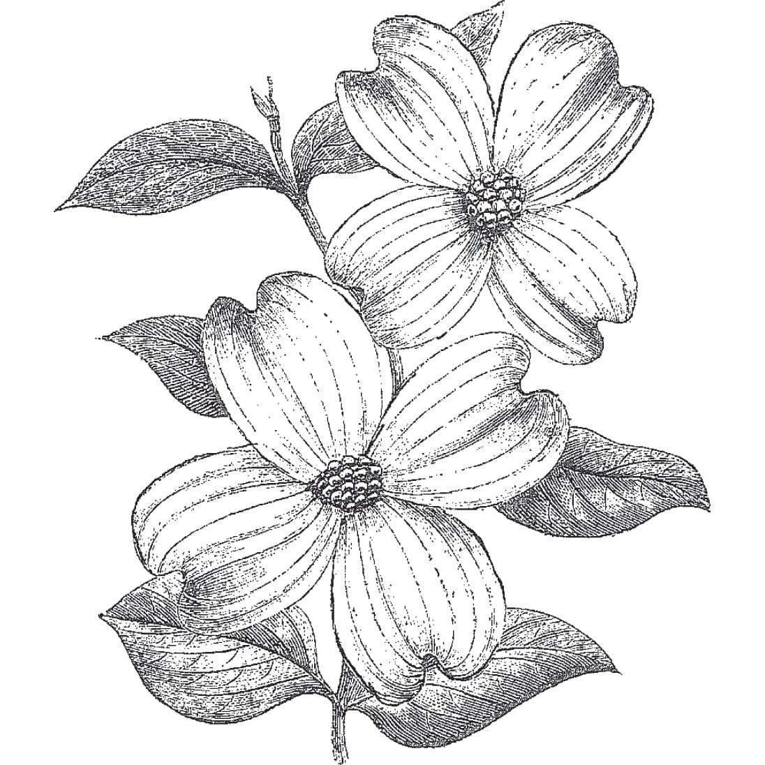 Cam & Chloe Mounted Stamp 4"X3.5", Dogwood Flowers