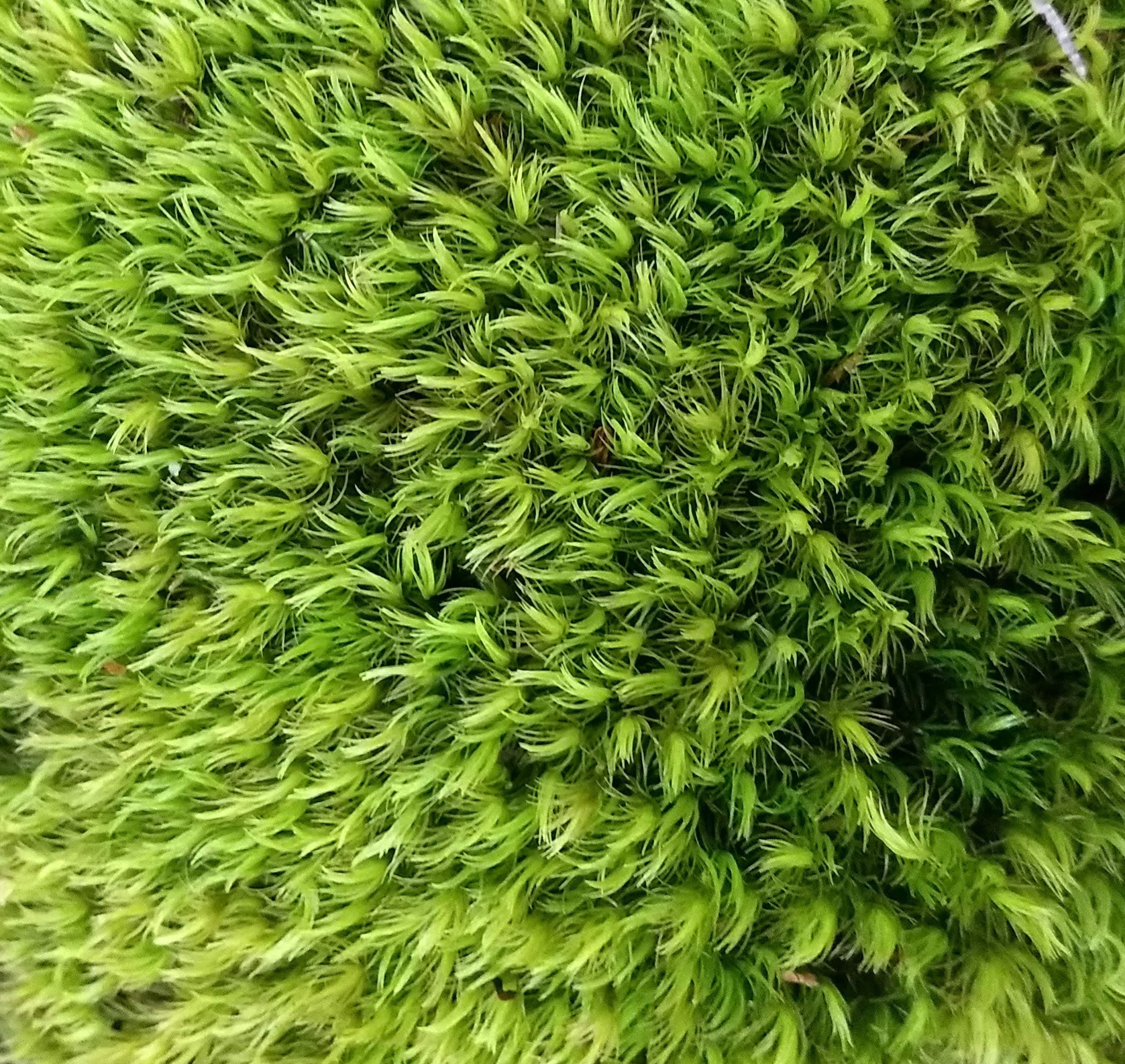 1 Quart of Fresh Organic Terrarium Mood Moss for Terrariums, Fairy Gardens