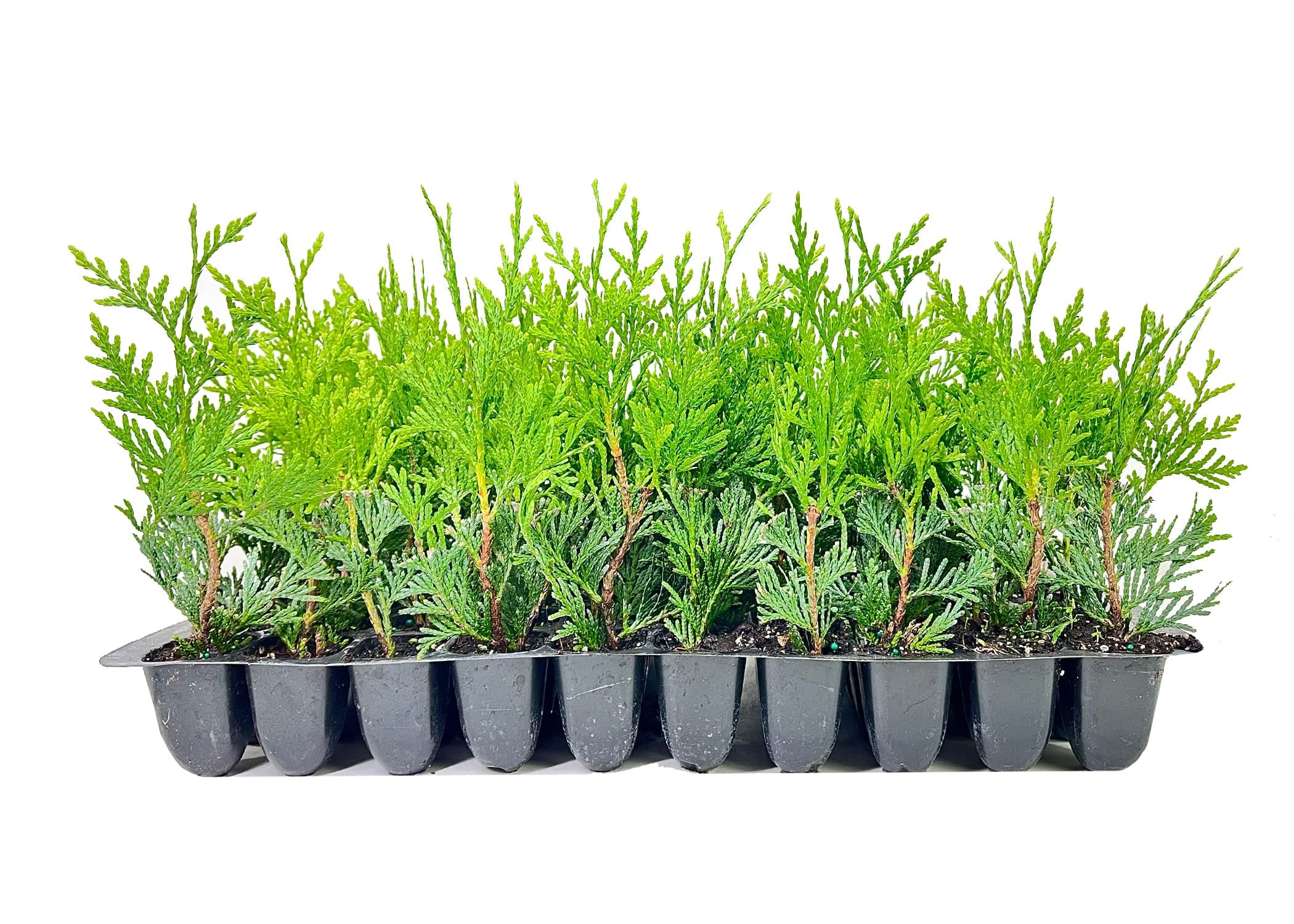 Green Giant Arborvitae | 10 Pack | Thuja Plicata | Evergreen Plant Privacy Screening Trees