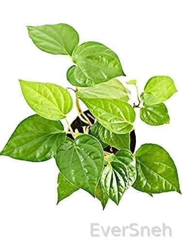 EverSneh Live Banarsi Betel Leaf Paan Plant With Plastic Pot 4 Inch Size