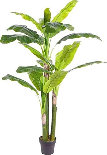 AMERIQUE Gorgeous 5.7' Musa Basjoo Banana Tree Artificial Silk Plant with UV Protection, with Nursery Plastic Pot, Feel Real Technology, Super Quality, Feet, Green