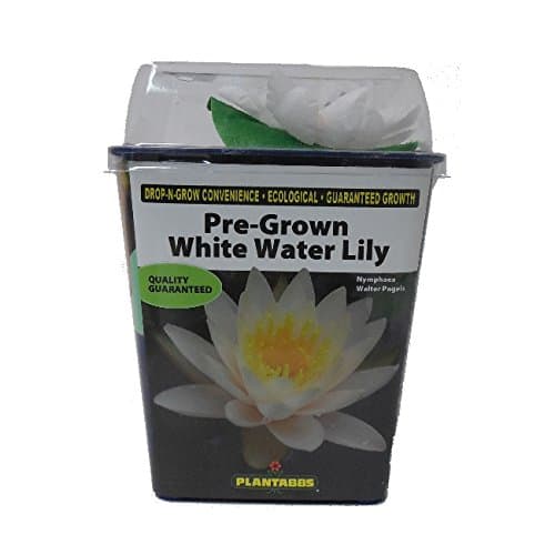 Hardy Live Pre-Grown Yellow Water Lily Aquatic Plant (1, White)