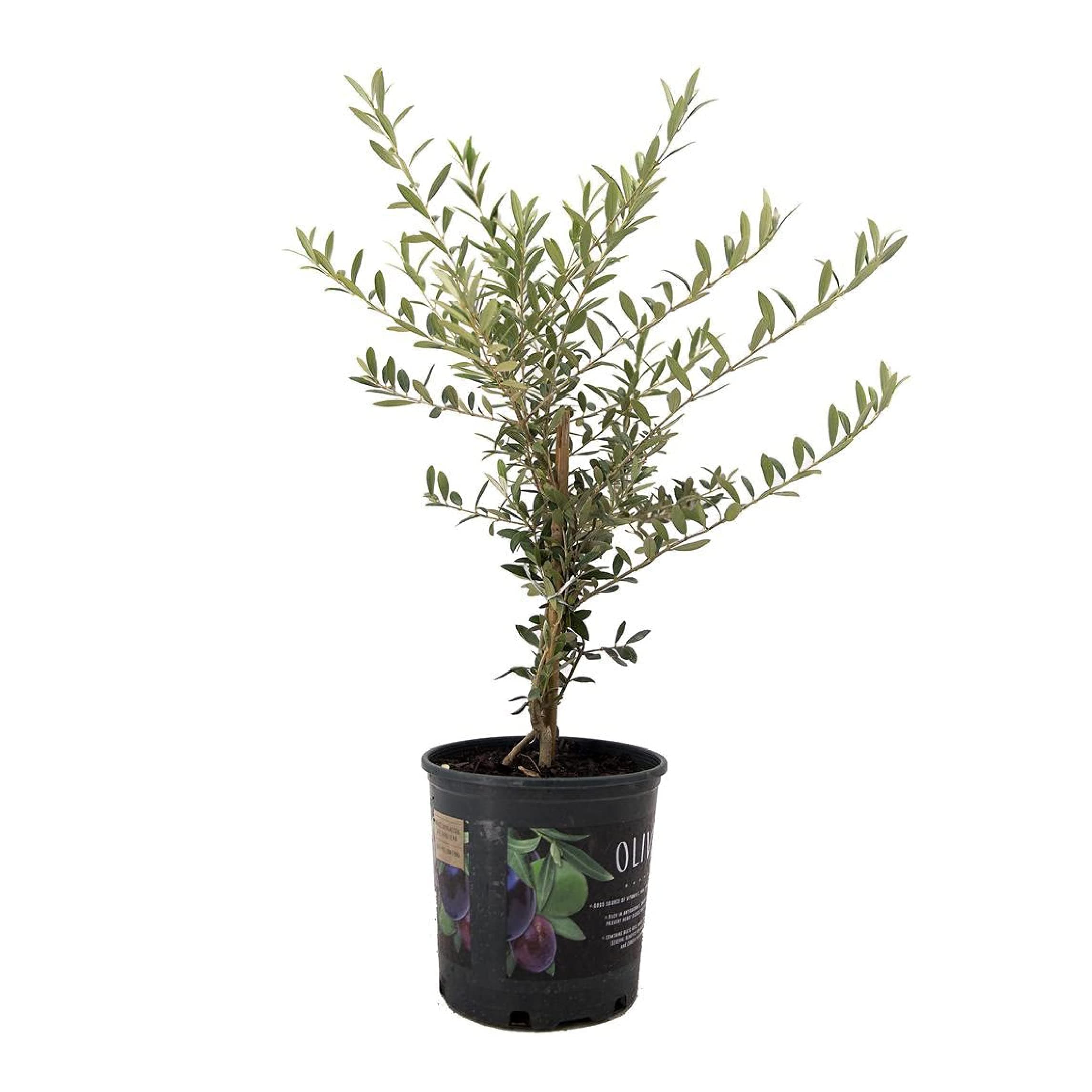 American Plant Exchange Arbequina Olive Tree β Live 6-Inch Pot, Fruit Bearing Tree, Cold Hardy Edible Variety for Containers, Patios, and Mediterranean-Inspired Gardens