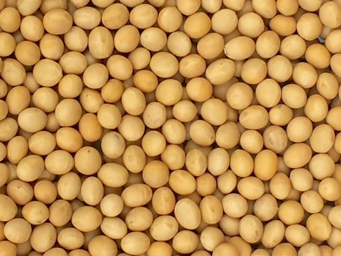 Premium Grade Non-GMO Soybeans Bulk Great Price (20 Pounds)