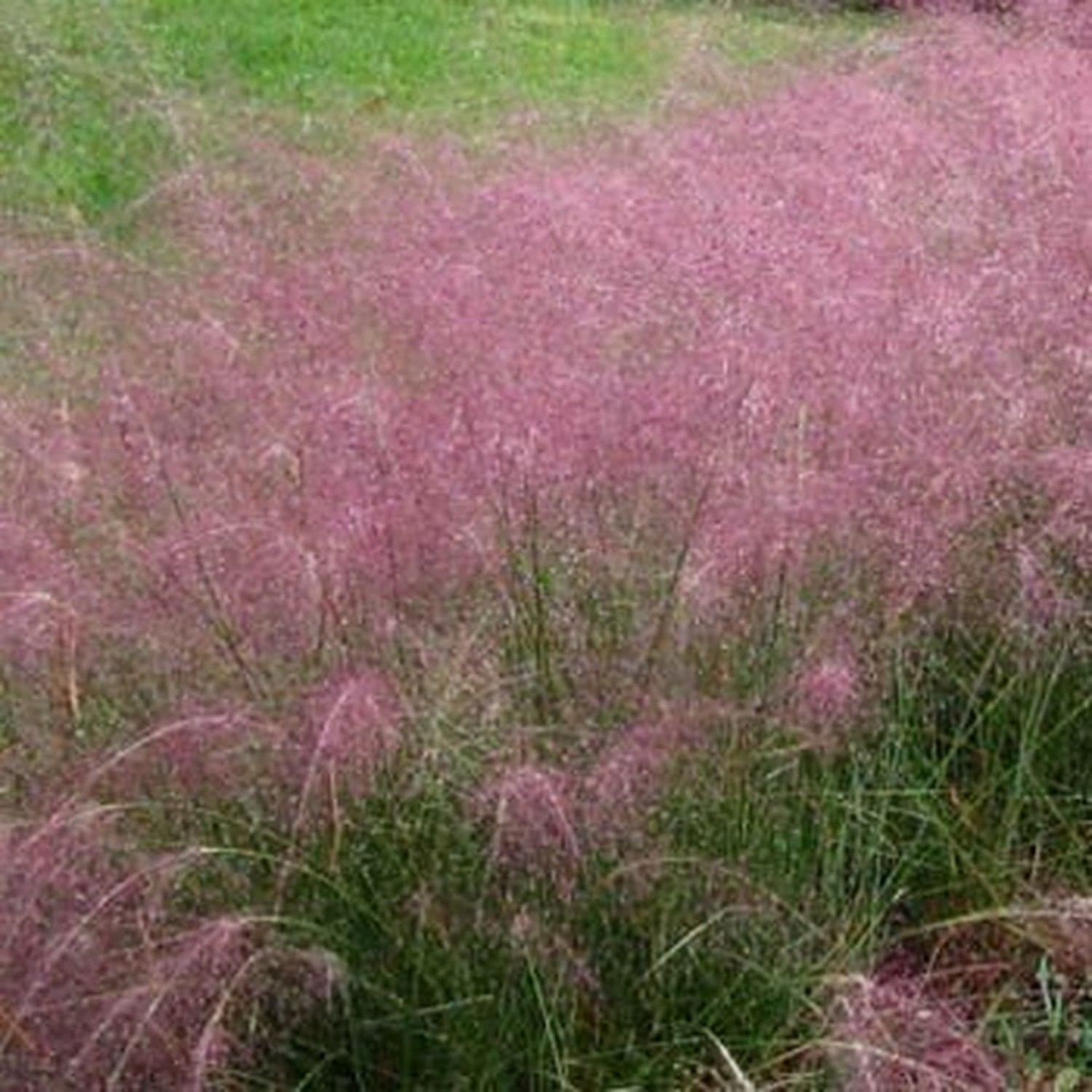 Outsidepride Pink Muhly Ornamental Grass Seeds - 50 Pcs, Perennial, Drought Tolerant, Low Maintenance, Ornamental Tall Grass Plants, Fast Growing for Landscaping, Outdoor Garden, Privacy Plants